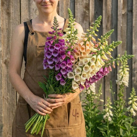 Dalmatian Mix, Digitalis Seeds - Packet image number null